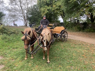 2 spand foran en gammel hestevogn