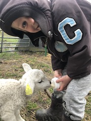 Foto af en dreng der giver et lam flaske