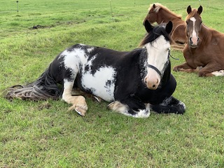 Foto af 3 heset der ligger ned