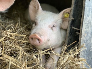 Foto af en lille gris der ligger i halmen.