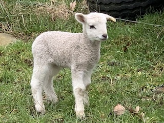 Foto af et lille lam