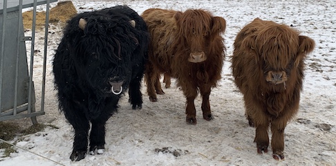 Foto af 3 skotsk højland kvæg