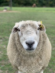 Foto af vores vædder